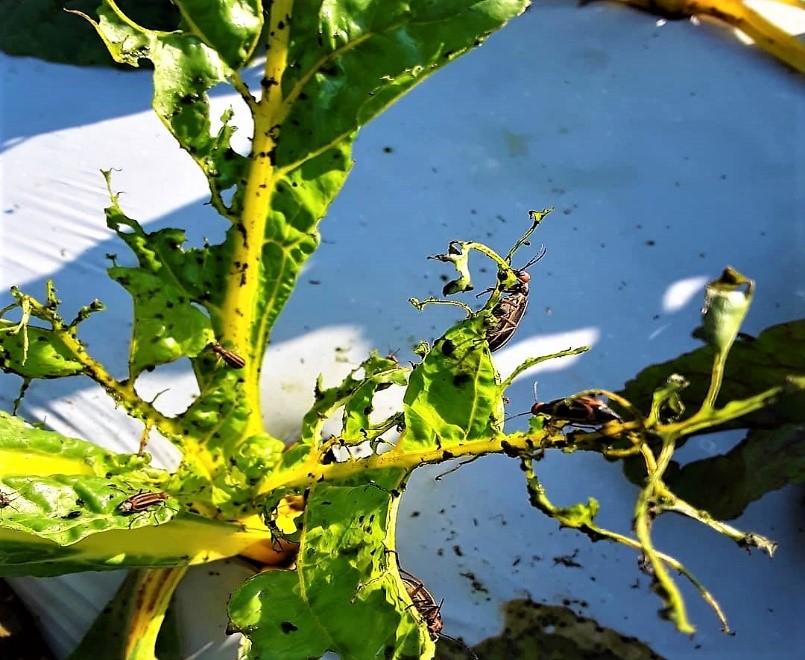 Feeding Damage by Blister Beetles University of Maryland Extension